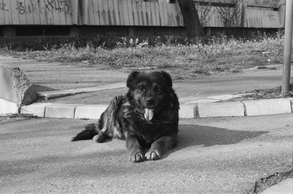A cute dog, somewhere in New Belgrade A cute dog, somewhere in New Belgrade