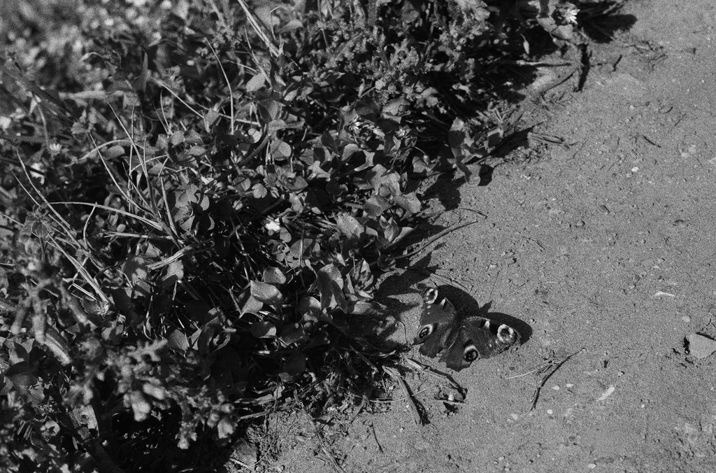 A butterfly besides a bush, somewhere in New Belgrade A butterfly besides a bush, somewhere in New Belgrade