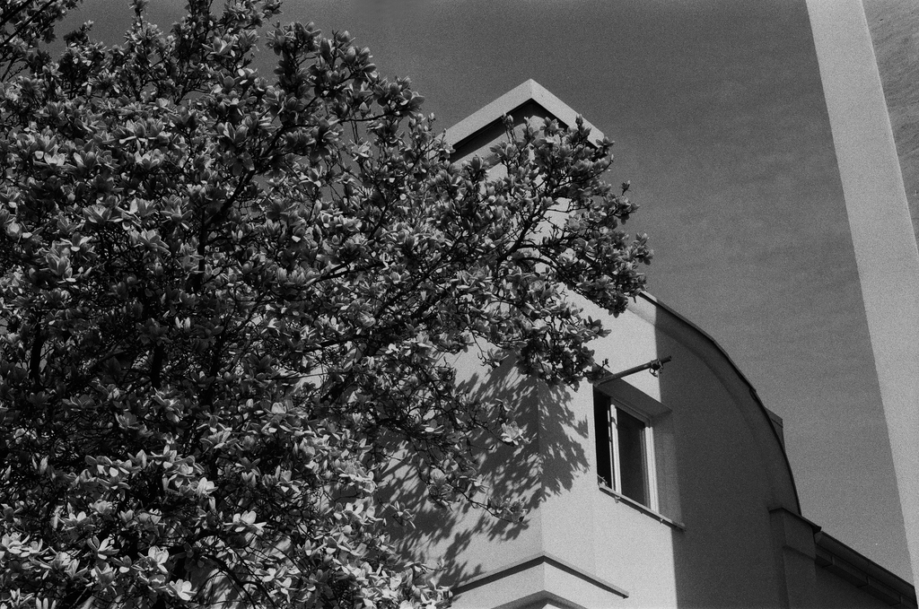 A tree infront of a house, Zvezdara A tree infront of a house, Zvezdara